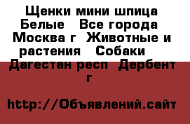 Щенки мини шпица Белые - Все города, Москва г. Животные и растения » Собаки   . Дагестан респ.,Дербент г.